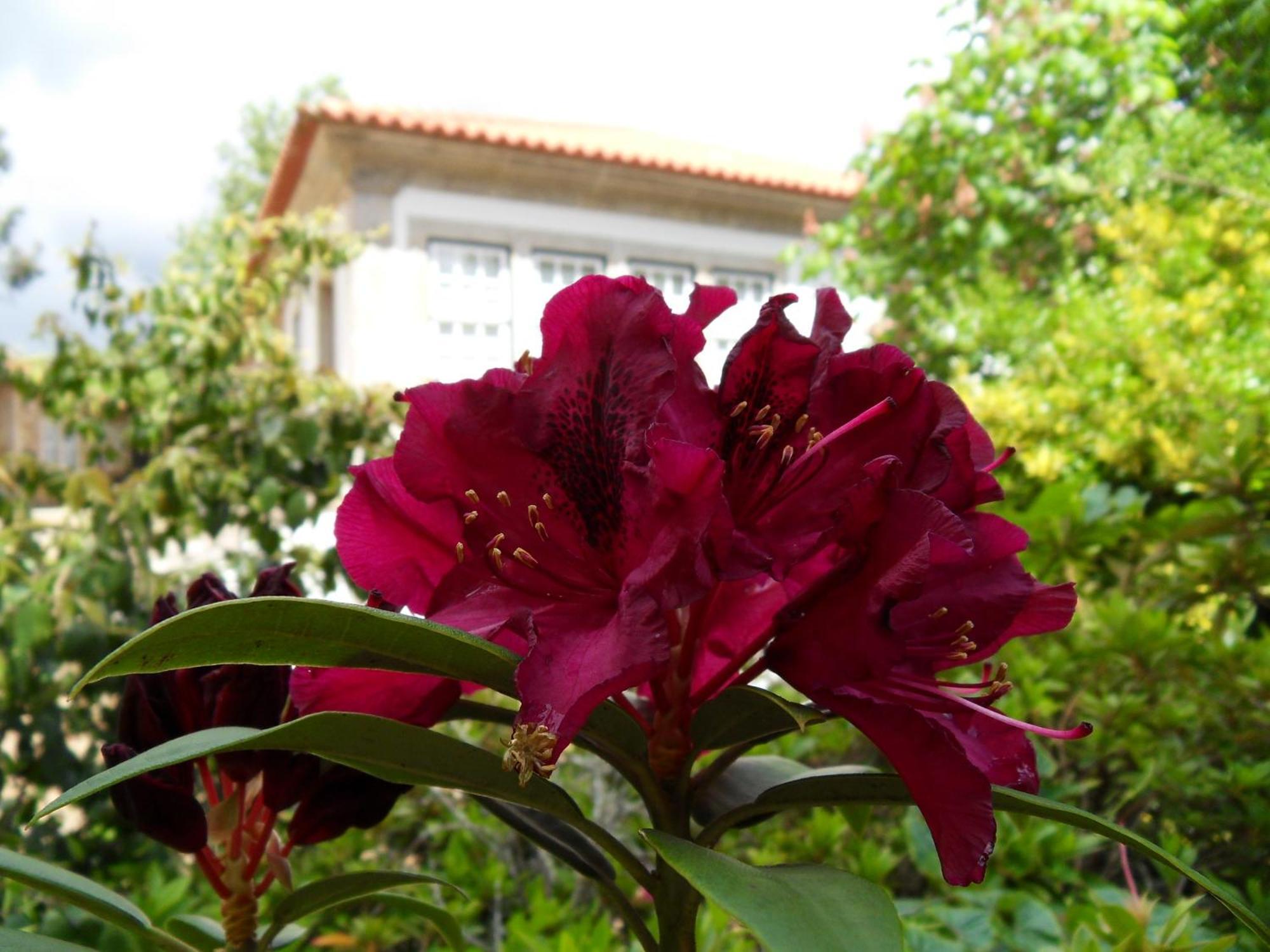 Quinta Do Bento Novo - Casa De Campo - Turismo Rural Viana do Castelo Zewnętrze zdjęcie